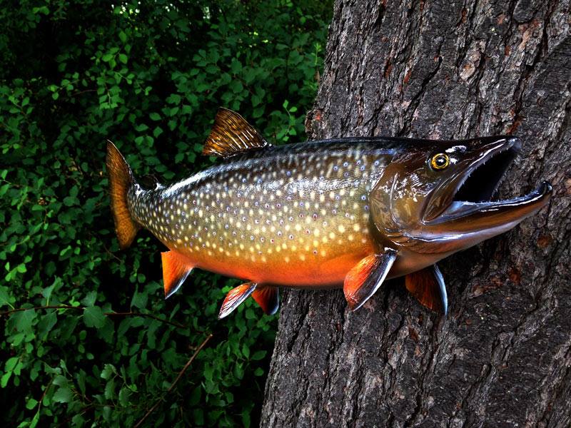 11898563_1135387223156320_8750911253737155391_n.jpg 11898563_1135387223156320_8750911253737155391_n.jpg