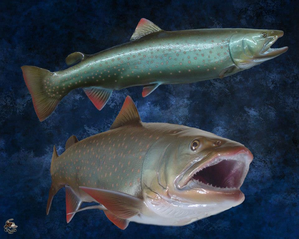 537904_586322824729432_2138652640_n-1.jpg 537904_586322824729432_2138652640_n-1.jpg