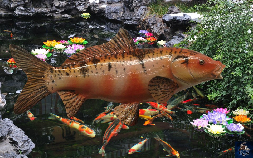 57902_514887868539595_106683612_n.jpg 57902_514887868539595_106683612_n.jpg