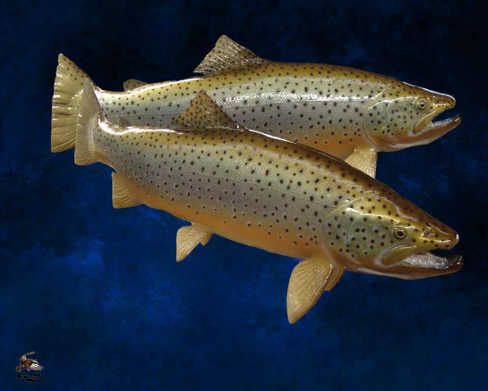 65259_595846777110370_1785510398_n.jpg 65259_595846777110370_1785510398_n.jpg