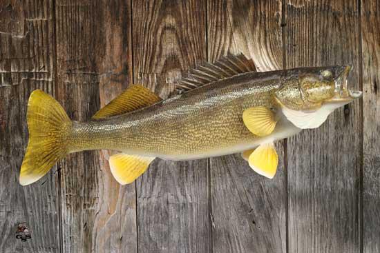 735157_568776713150710_176564170_n.jpg 735157_568776713150710_176564170_n.jpg