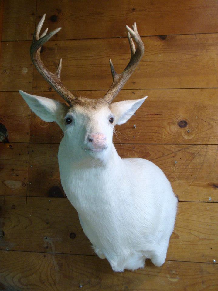 581948_746157415412638_1870458376_n.jpg 581948_746157415412638_1870458376_n.jpg