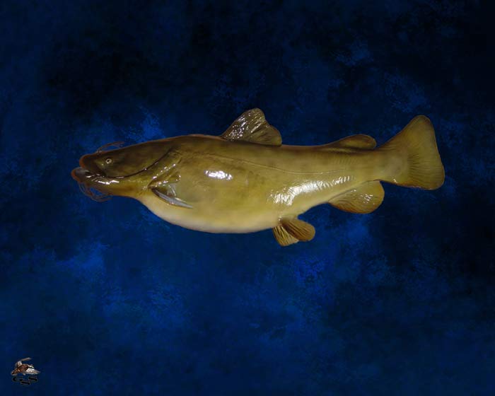 fish35.jpg fish35.jpg