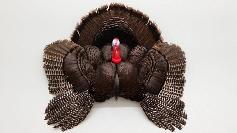 reynolds-turkey.jpg