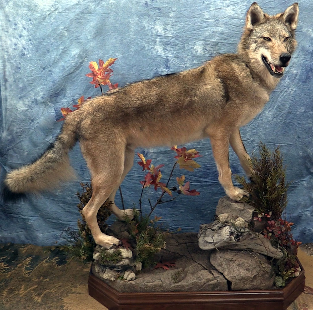 wolf-1.jpg wolf-1.jpg