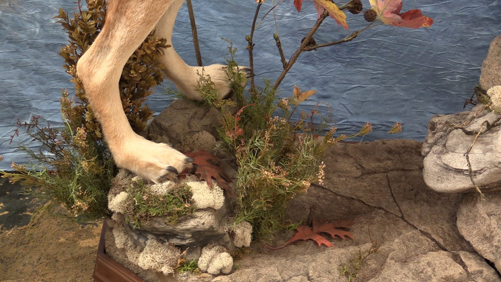 wolf-2.jpg wolf-2.jpg