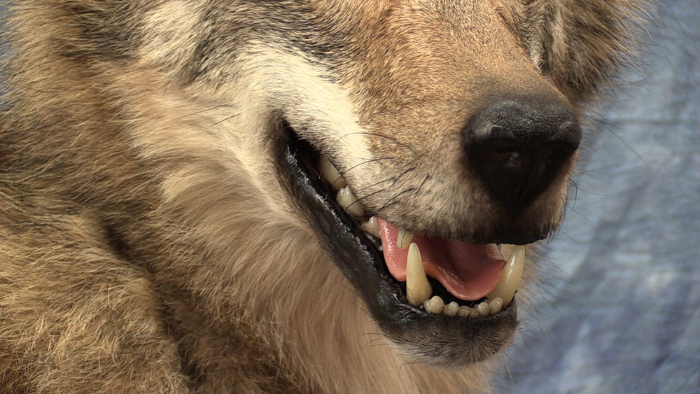 wolf-4-cloase-up-teeth.jpg wolf-4-cloase-up-teeth.jpg