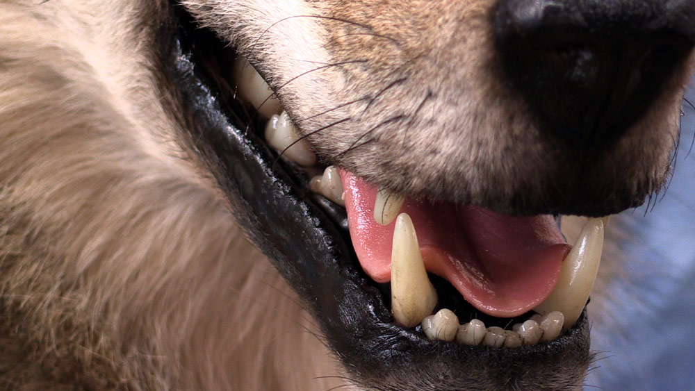 wolf-5-super-close-up-teeth.jpg wolf-5-super-close-up-teeth.jpg