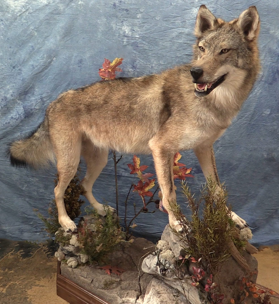 wolf-side-view-some-of-base.jpg wolf-side-view-some-of-base.jpg