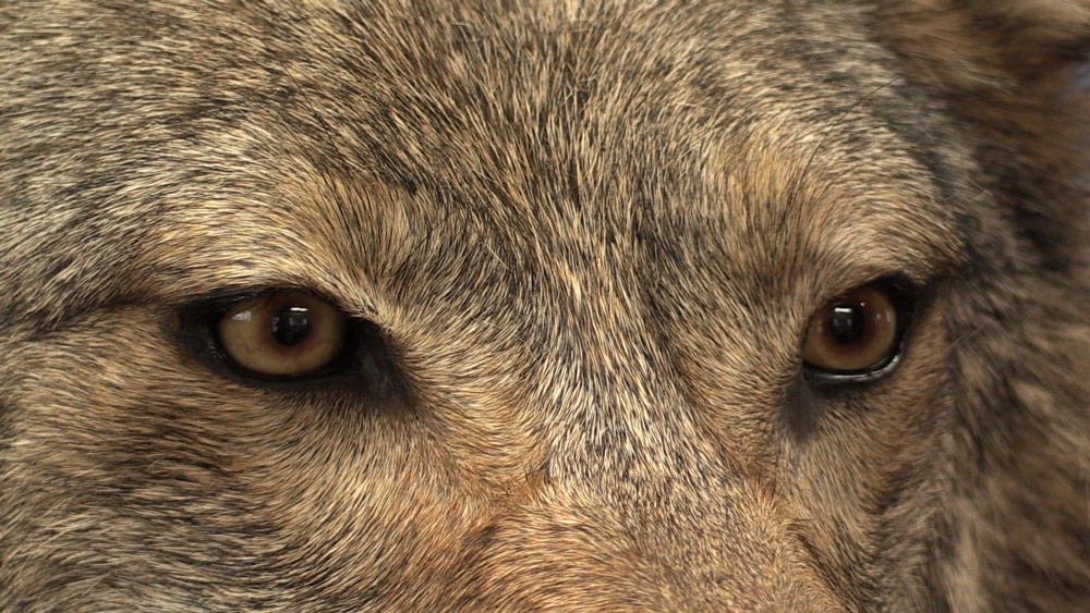 wolf-super-close-up-of-eyes.jpg wolf-super-close-up-of-eyes.jpg