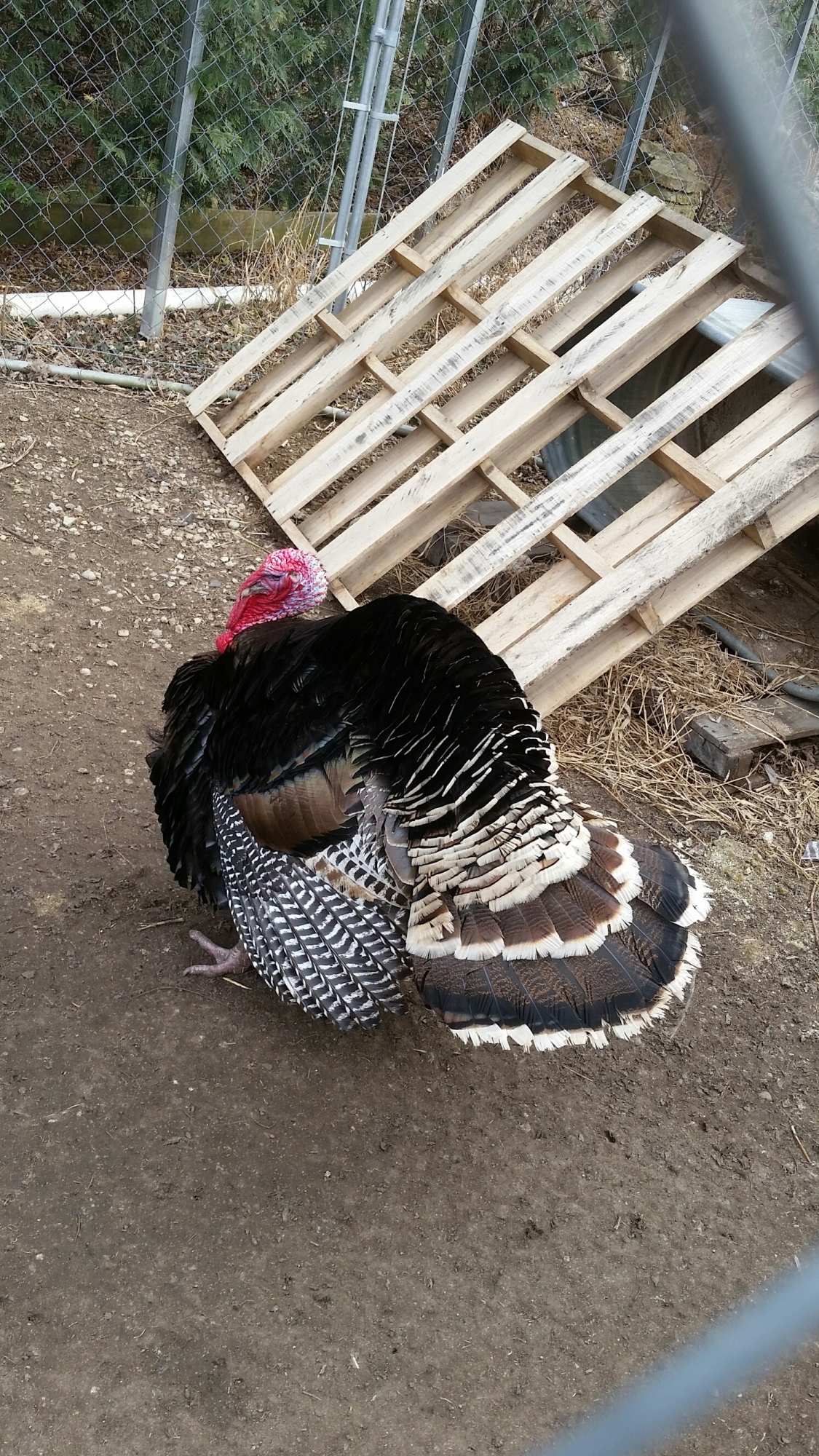 20150320_160523_resized.jpg 20150320_160523_resized.jpg