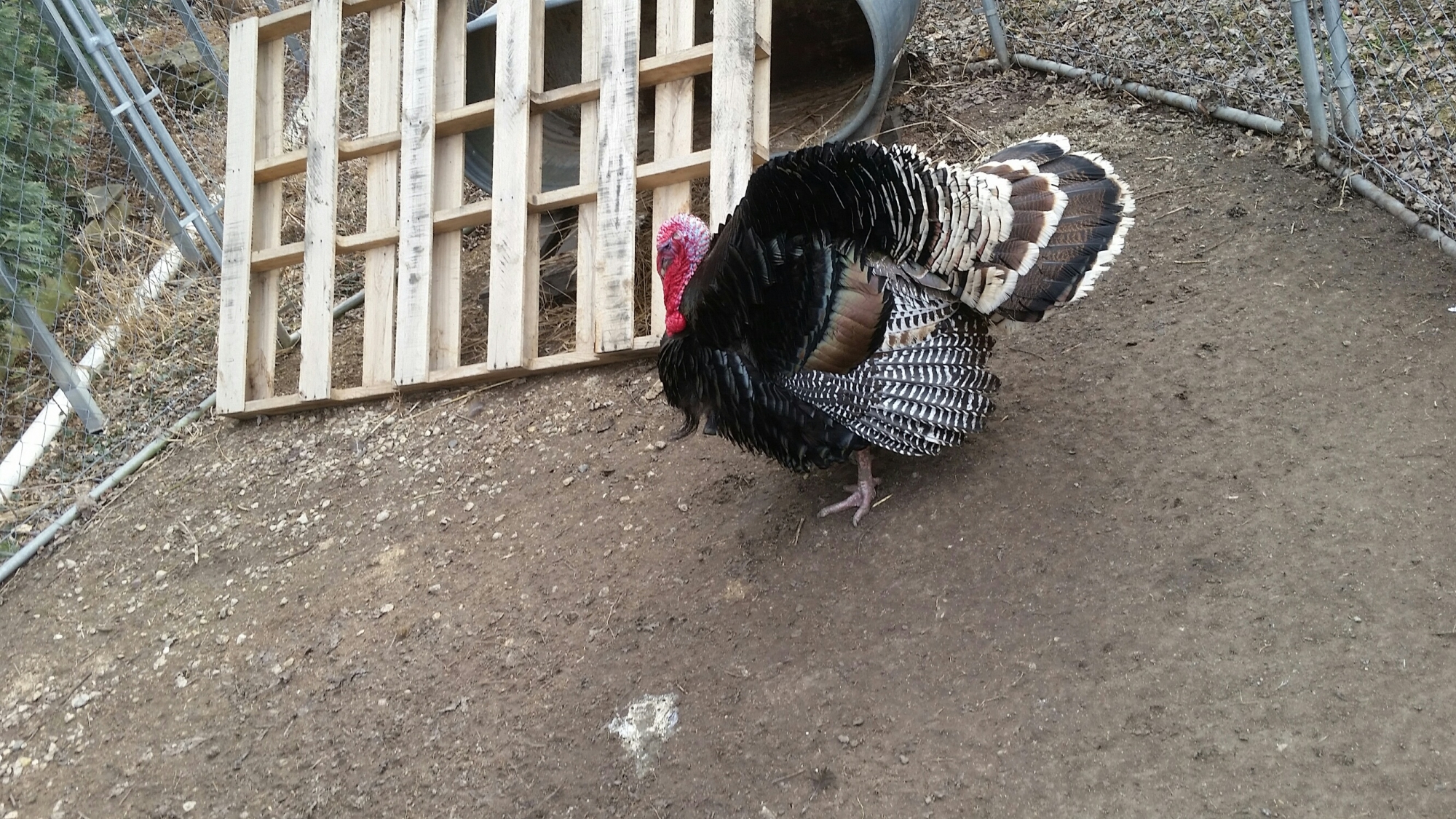 20150320_160543_resized.jpg 20150320_160543_resized.jpg