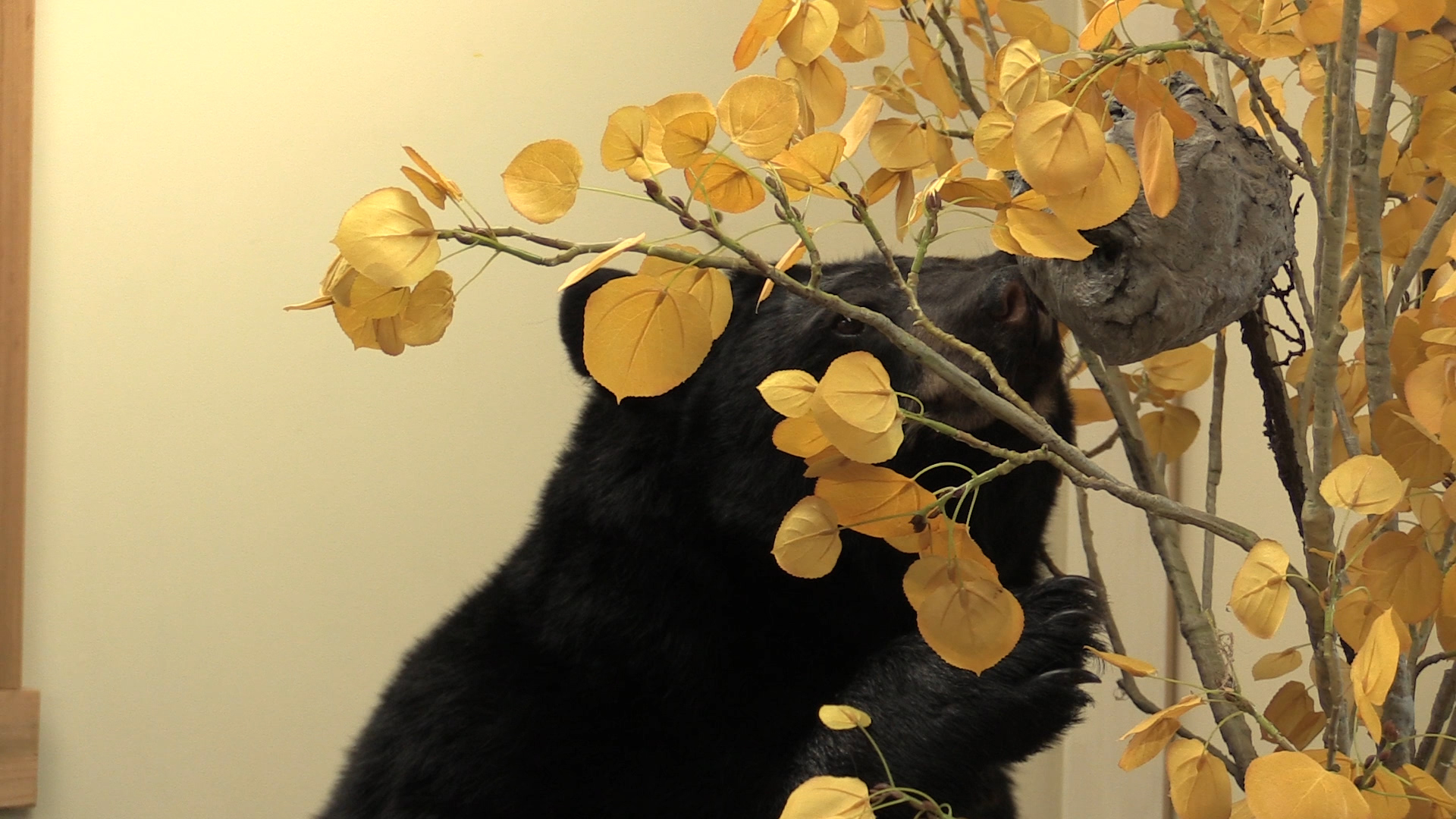 bear-1.jpg bear-1.jpg