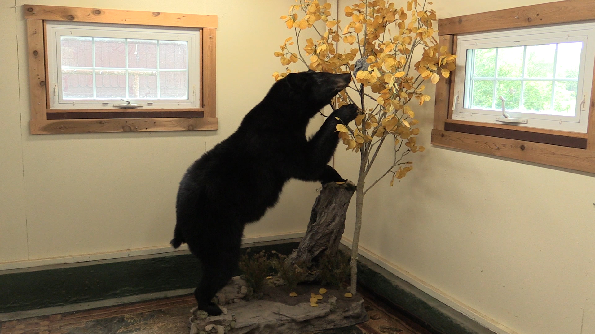 bear-2.jpg bear-2.jpg