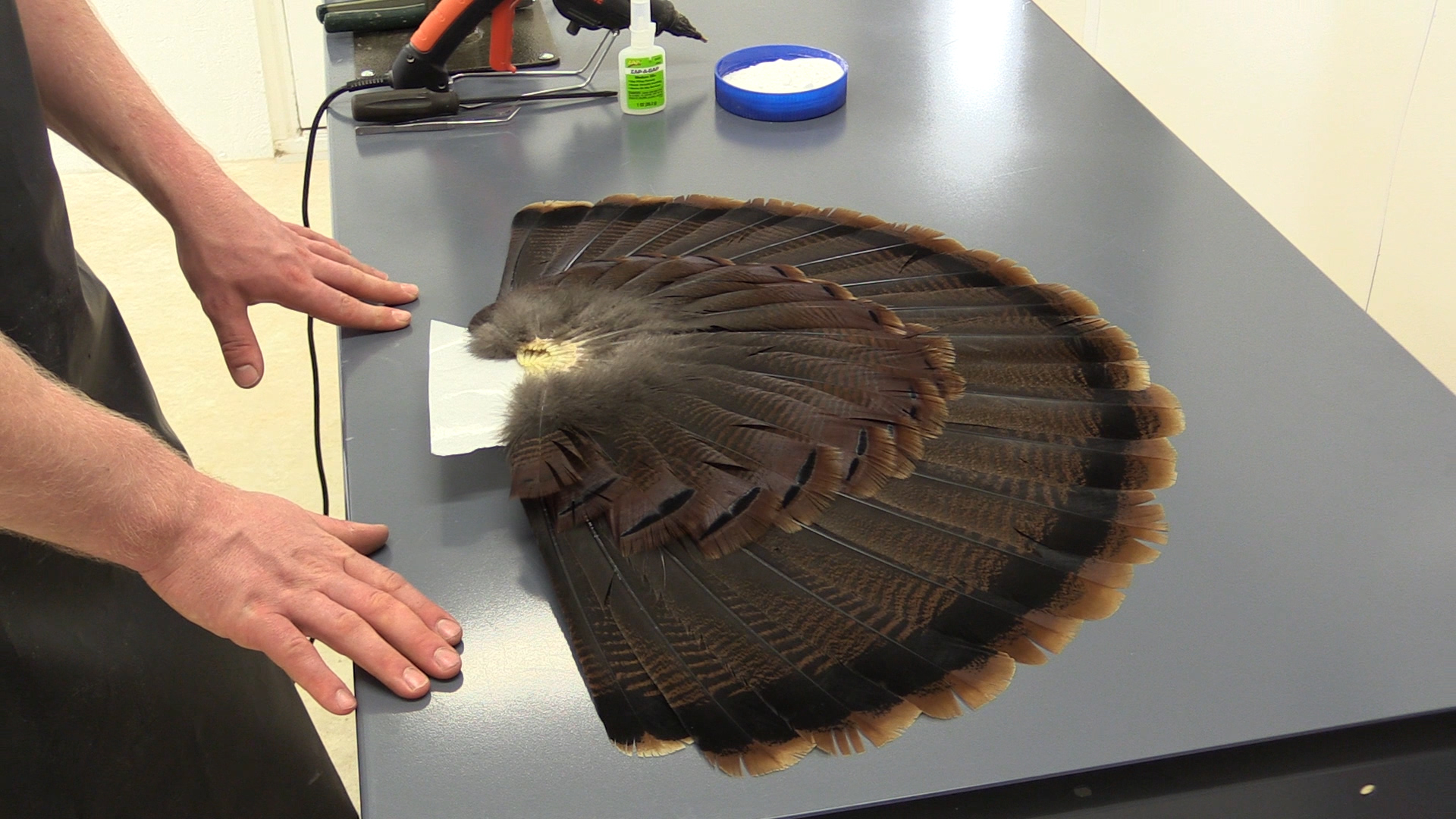 Full-Strut-turkey-7-Tail-Prep.jpg Full-Strut-turkey-7-Tail-Prep.jpg