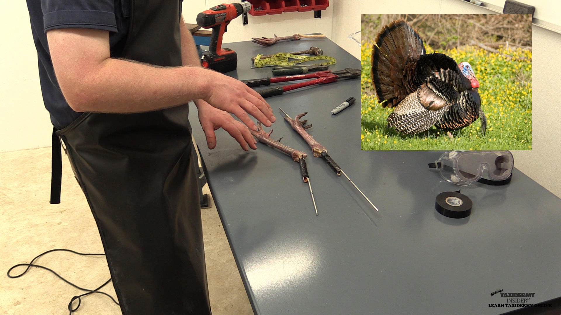 Full-strut-turkey-9-Legs.jpg Full-strut-turkey-9-Legs.jpg