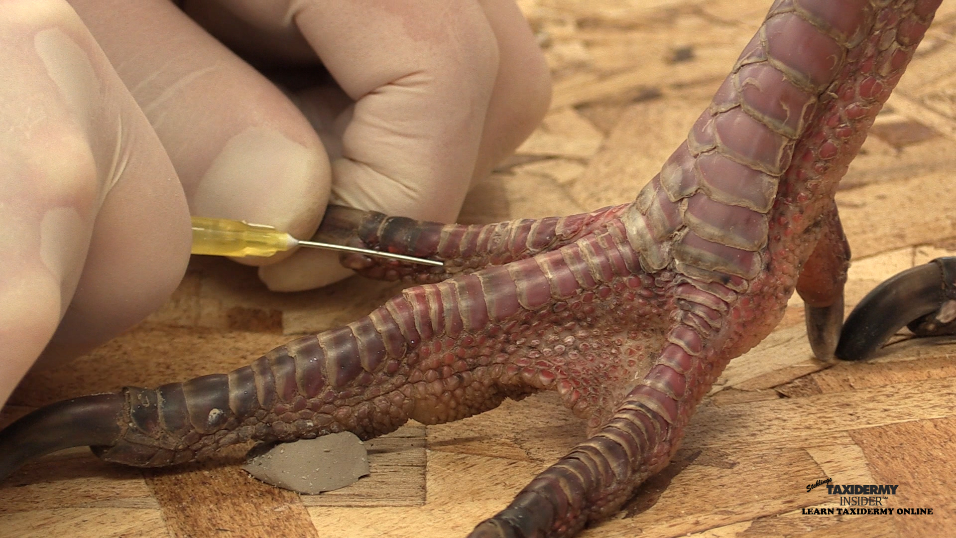 full-strut-leg-inj..jpg full-strut-leg-inj..jpg