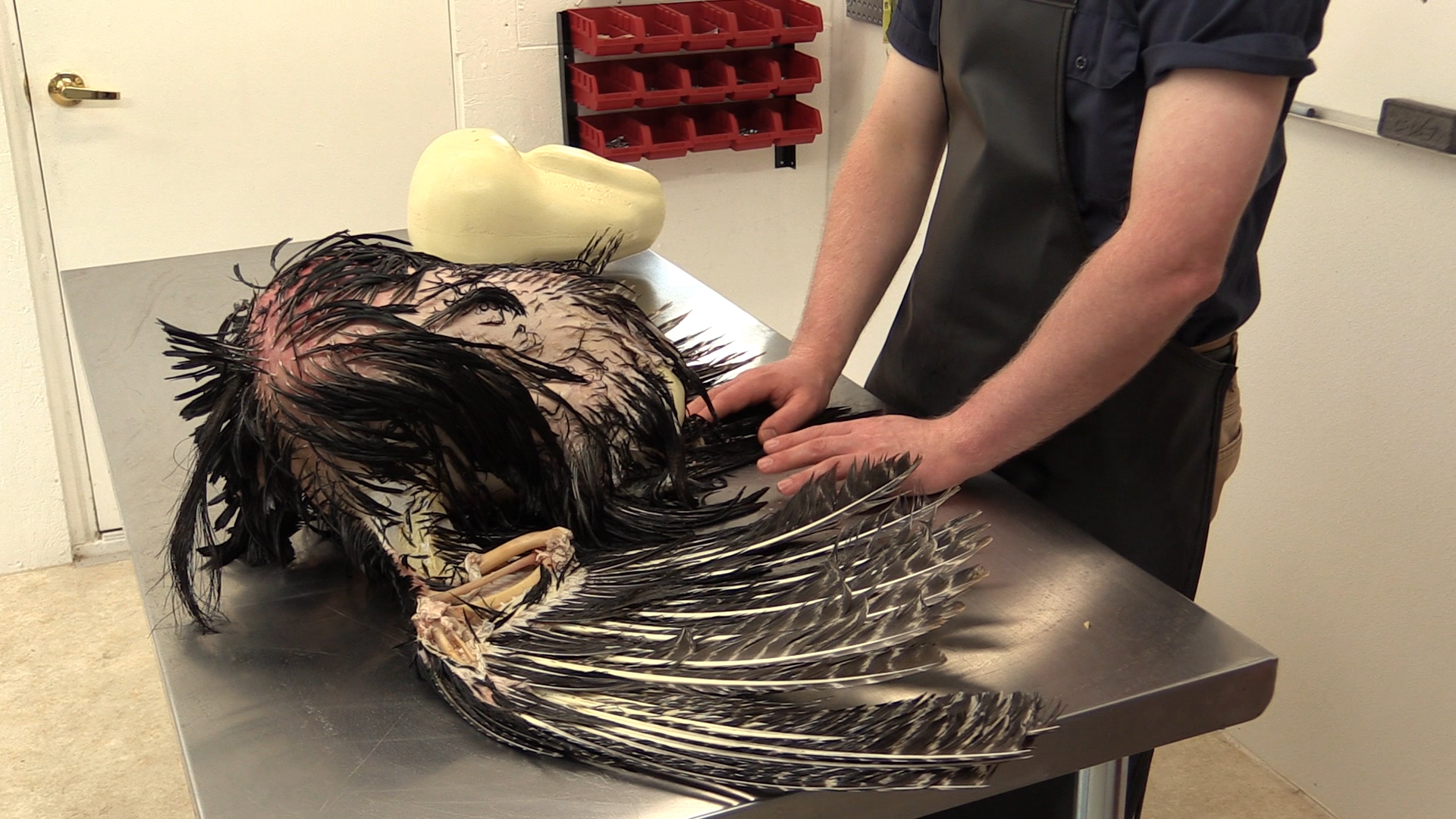 full-strut-turkey-form-sizing.jpg full-strut-turkey-form-sizing.jpg