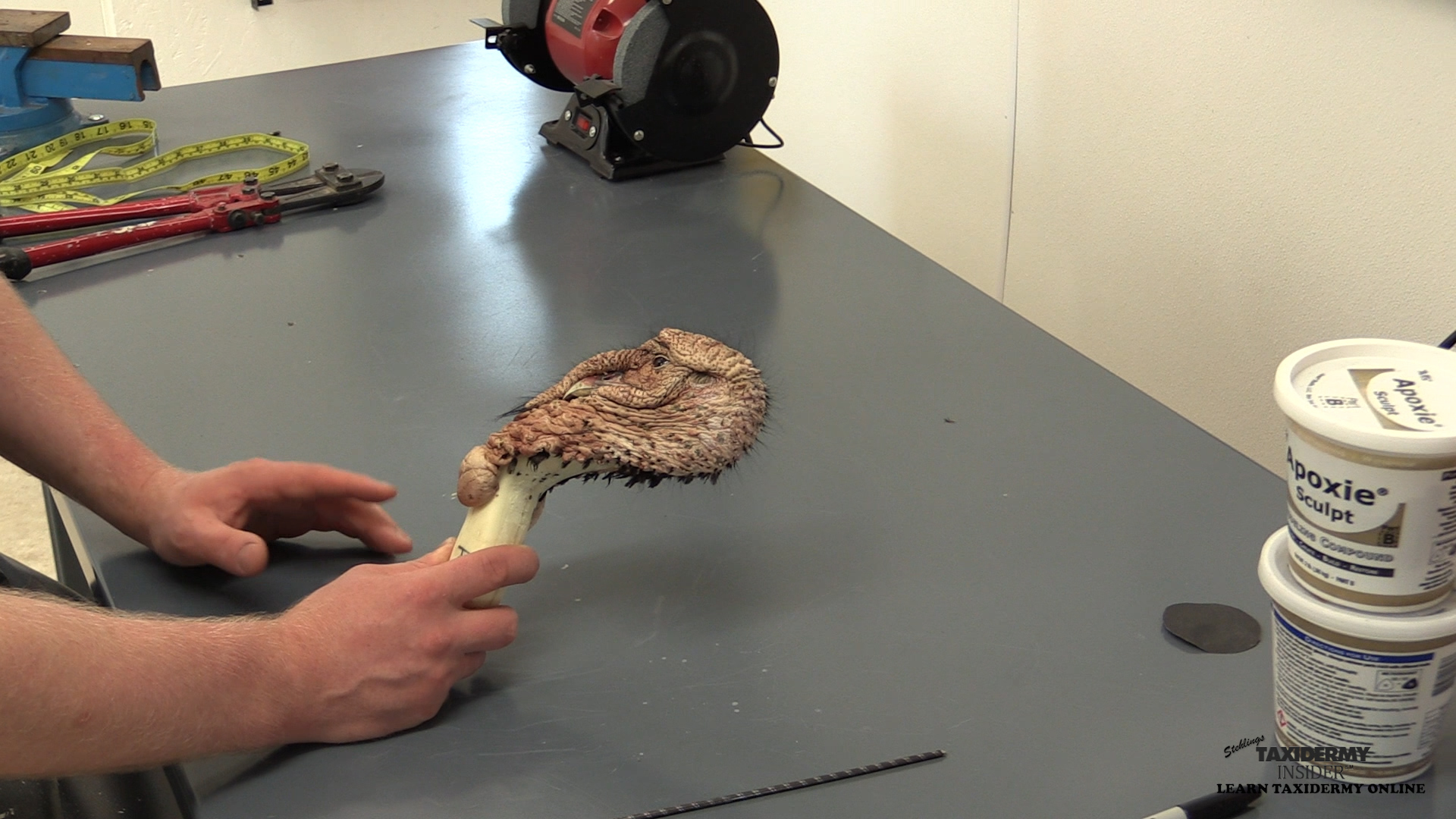 full-strut-turkey-head-prep.jpg full-strut-turkey-head-prep.jpg