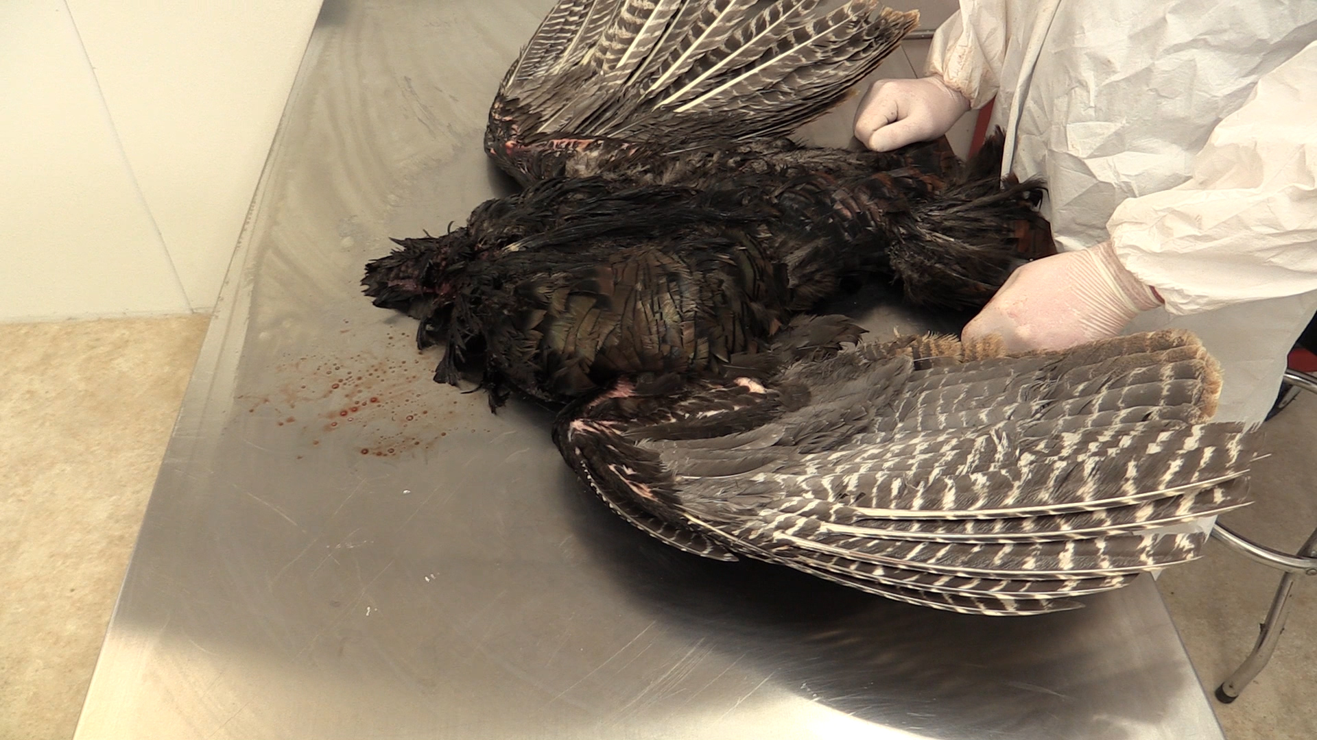 full-strut-turkey-wing-fleshing.jpg full-strut-turkey-wing-fleshing.jpg