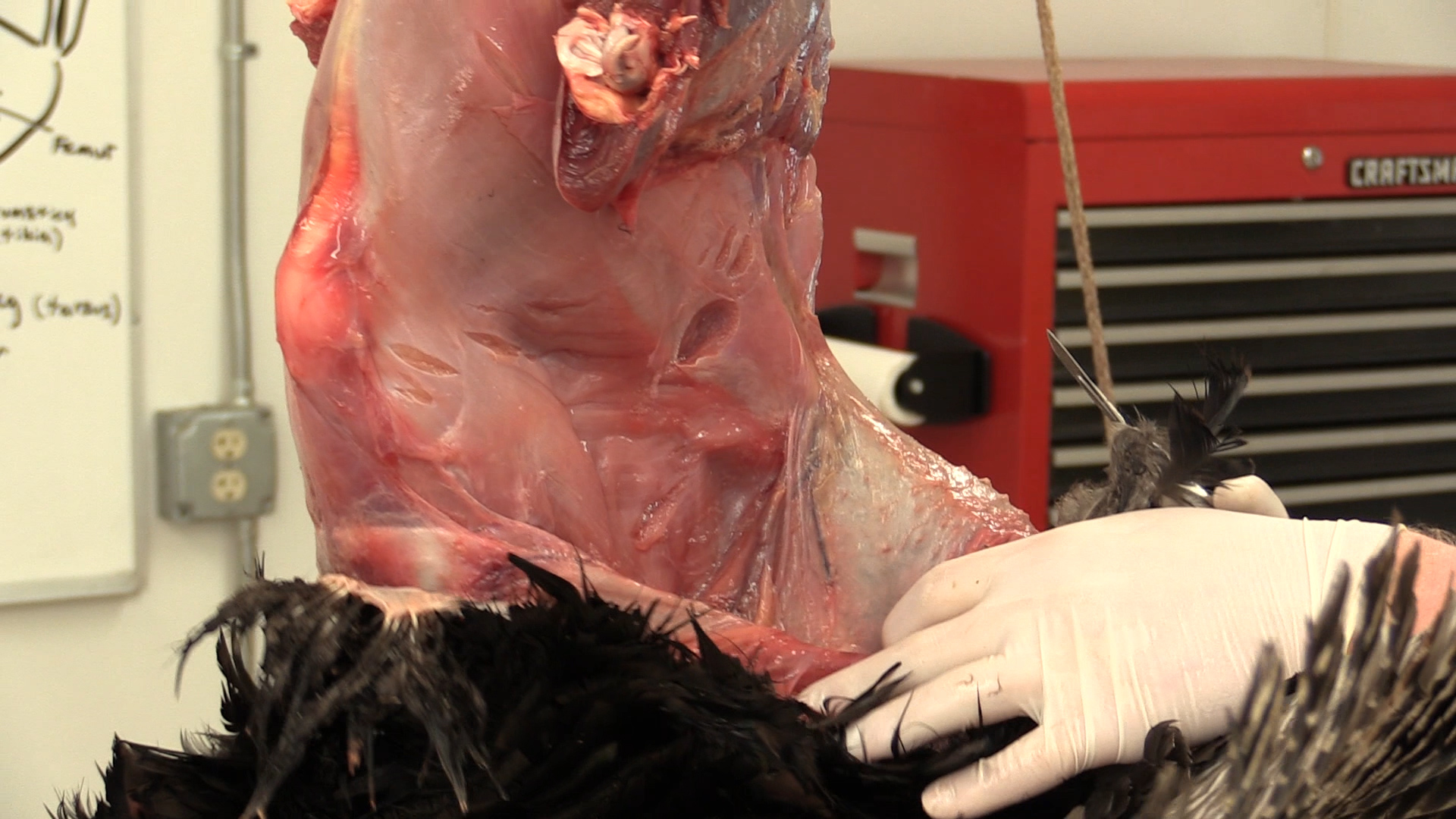 skinning-turkey.jpg skinning-turkey.jpg