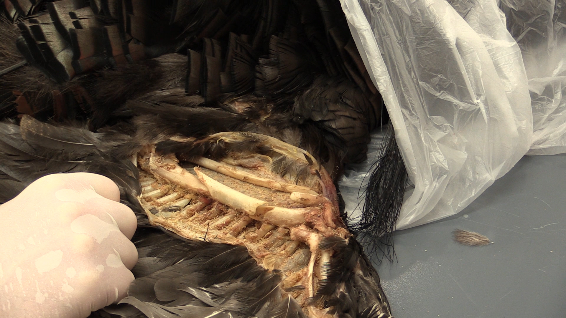 Broken-wing-bone-repair.jpg Broken-wing-bone-repair.jpg