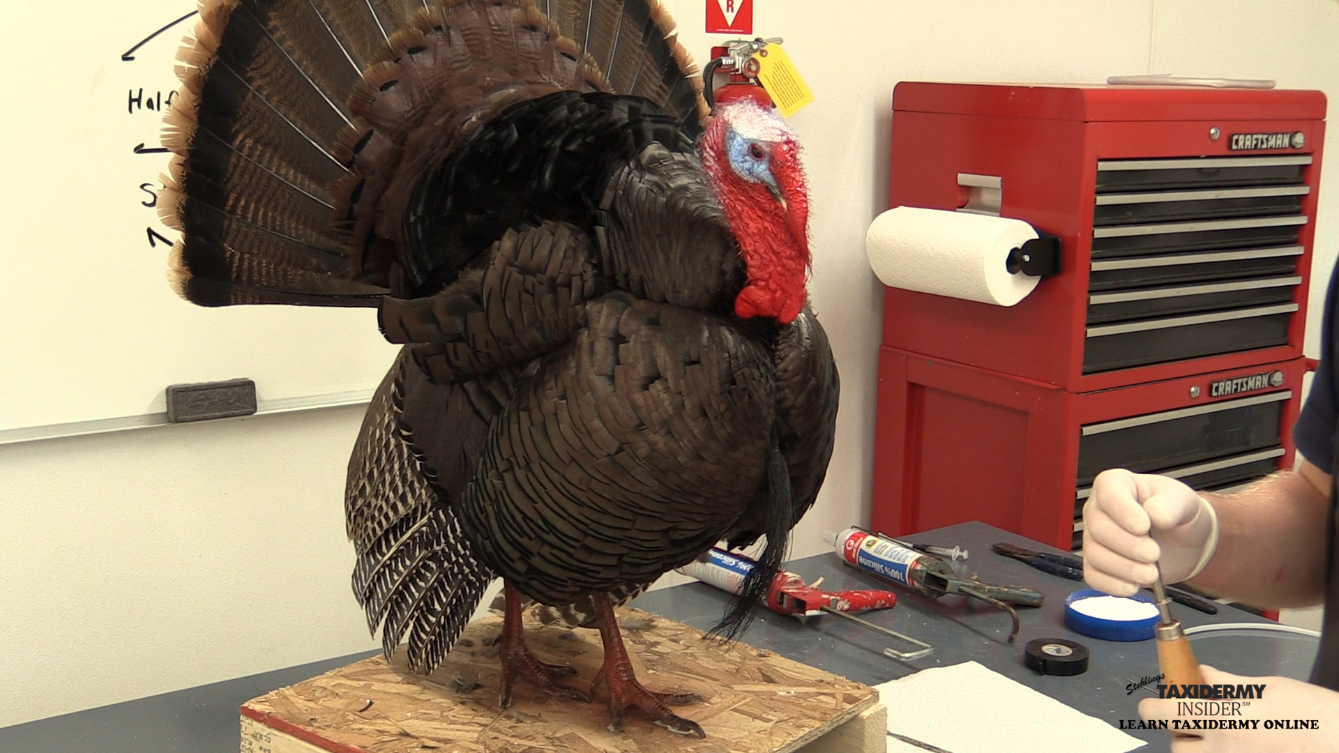 Full-Strut-Turkey-24-Setting-Breast-feathers-head.jpg Full-Strut-Turkey-24-Setting-Breast-feathers-head.jpg