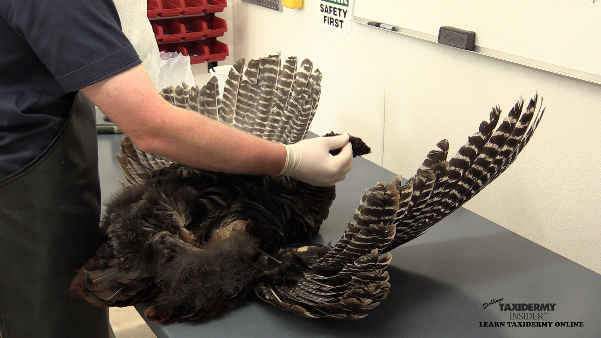 Full-Strut-Turkey-Dry-preserve-skin-20.jpg Full-Strut-Turkey-Dry-preserve-skin-20.jpg