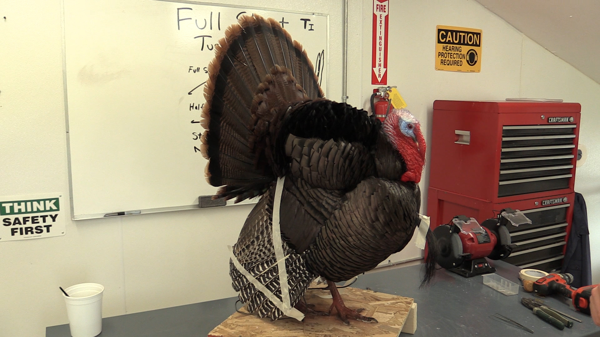 full-Strut-turkey-27-Setting-wings-tail-coverts-1.jpg full-Strut-turkey-27-Setting-wings-tail-coverts-1.jpg