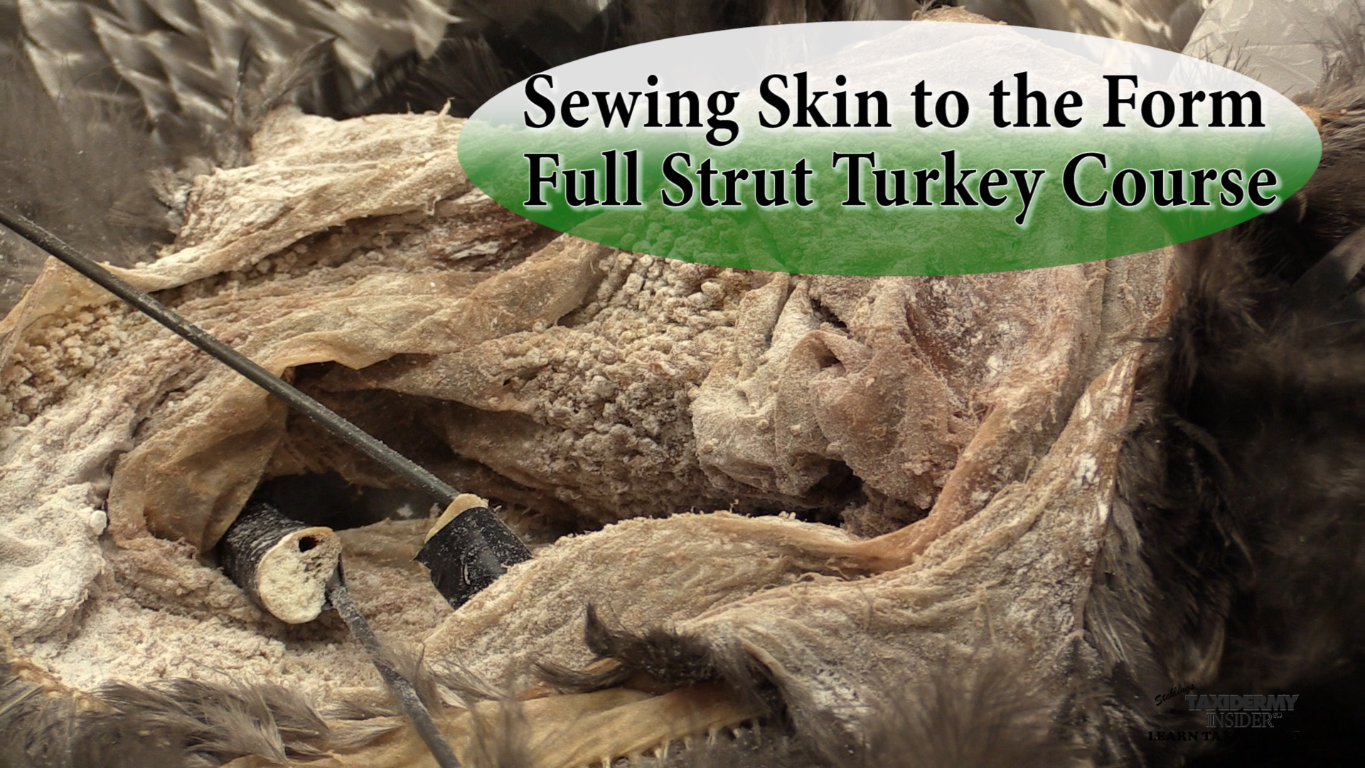 full-strut-turkey-21-sewing-skin-to-form.jpg full-strut-turkey-21-sewing-skin-to-form.jpg
