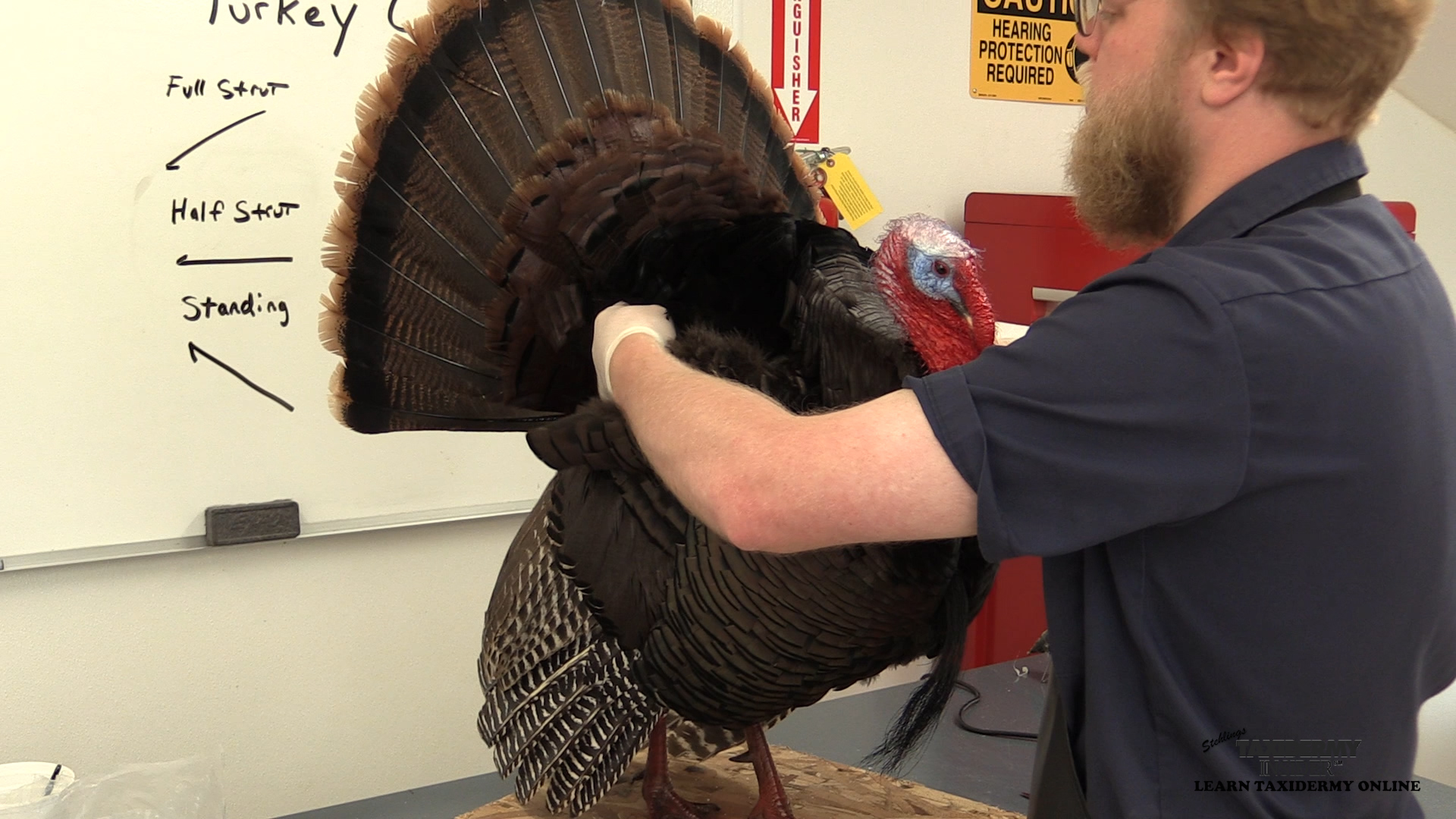 full-strut-turkey-23-test-fit-head-and-tail.jpg full-strut-turkey-23-test-fit-head-and-tail.jpg