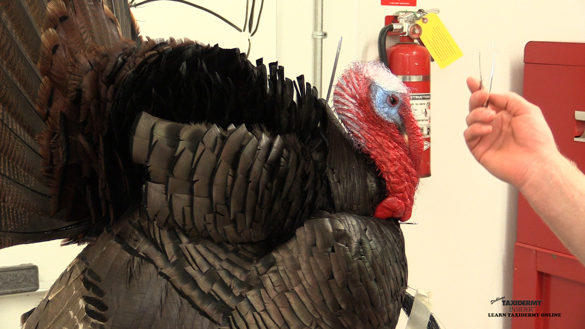 full-strut-turkey-26-Setting-Scapulars.jpg full-strut-turkey-26-Setting-Scapulars.jpg