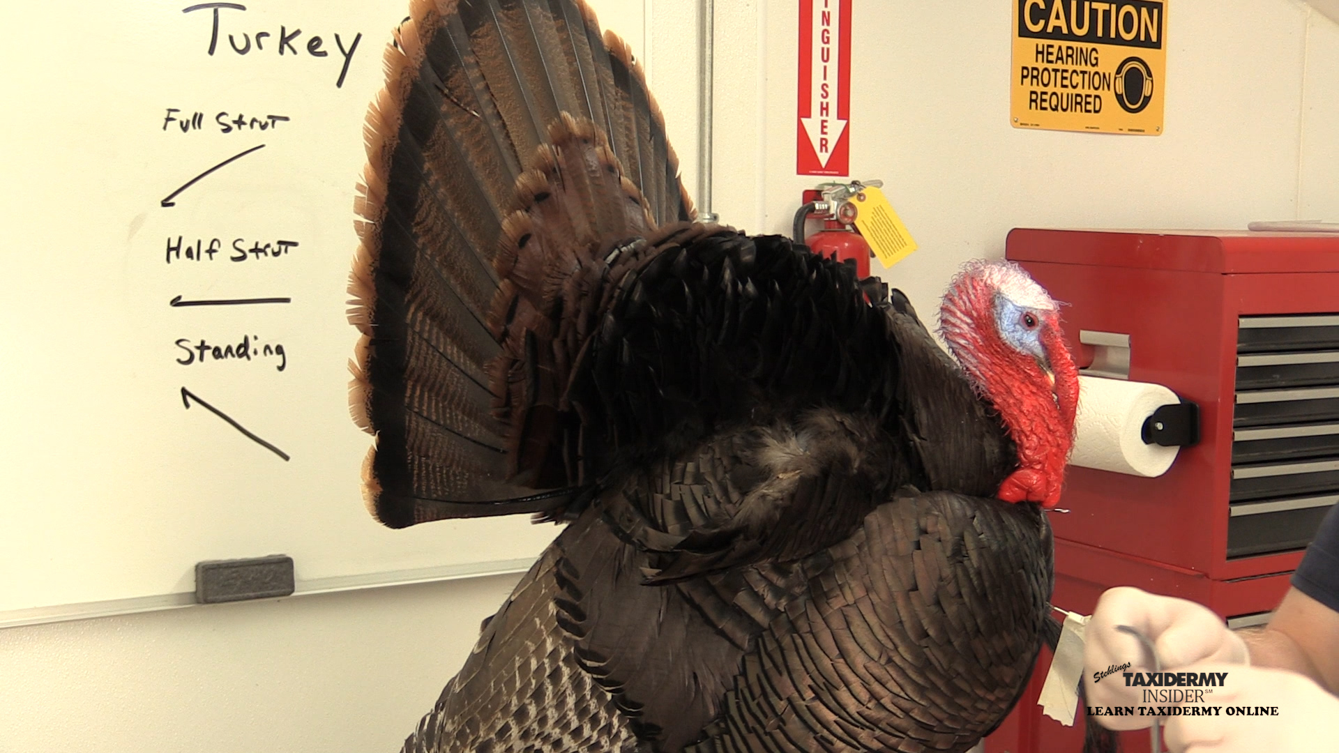 full-strut-turkey-course-25-hackle-and-tail-set.jpg full-strut-turkey-course-25-hackle-and-tail-set.jpg