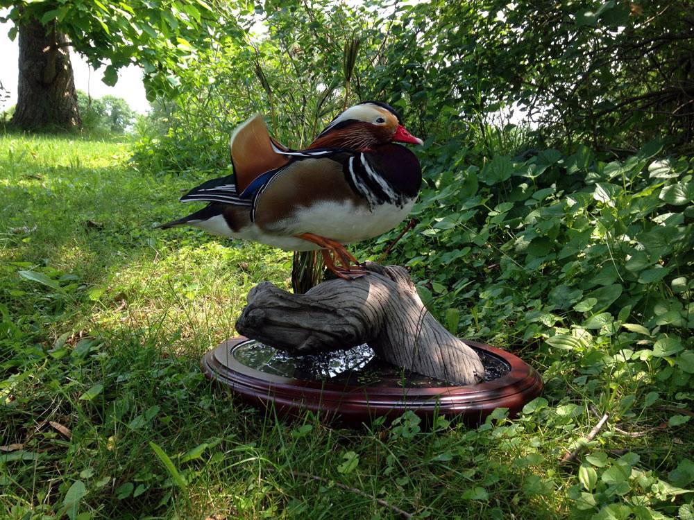 11722634_1111986712163038_289464204165003725_o.jpg 11722634_1111986712163038_289464204165003725_o.jpg