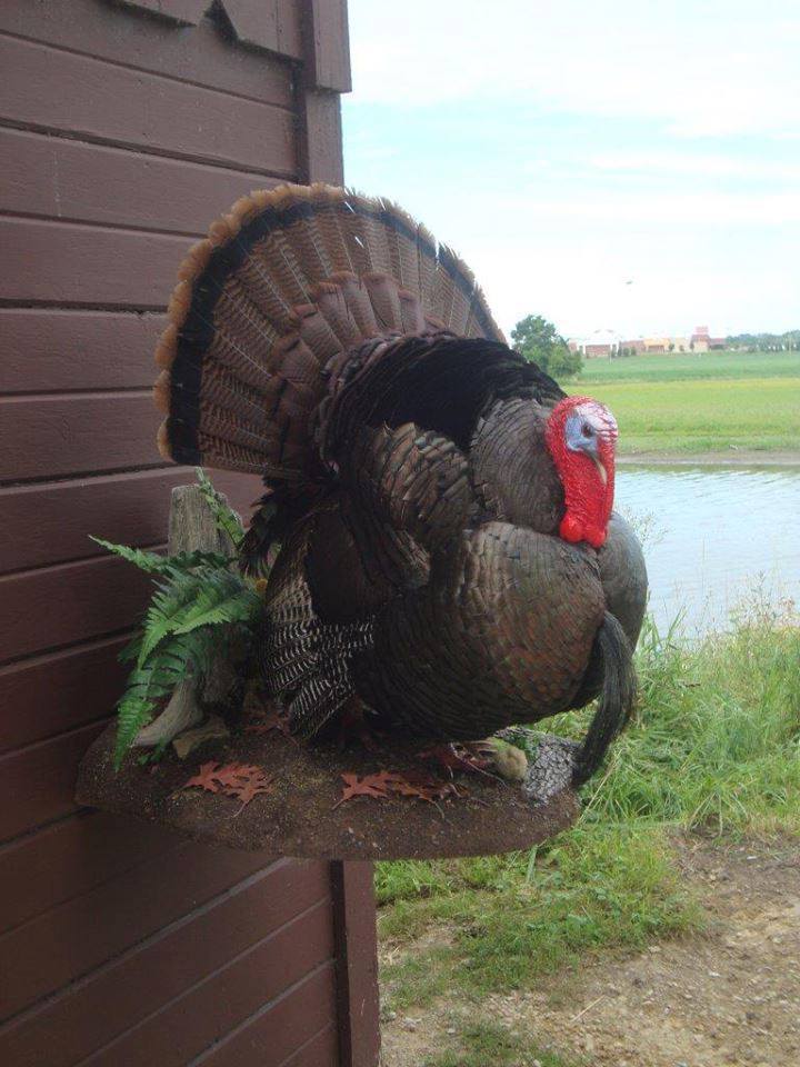 11887884_1030672420277459_5914542210297004417_n.jpg 11887884_1030672420277459_5914542210297004417_n.jpg