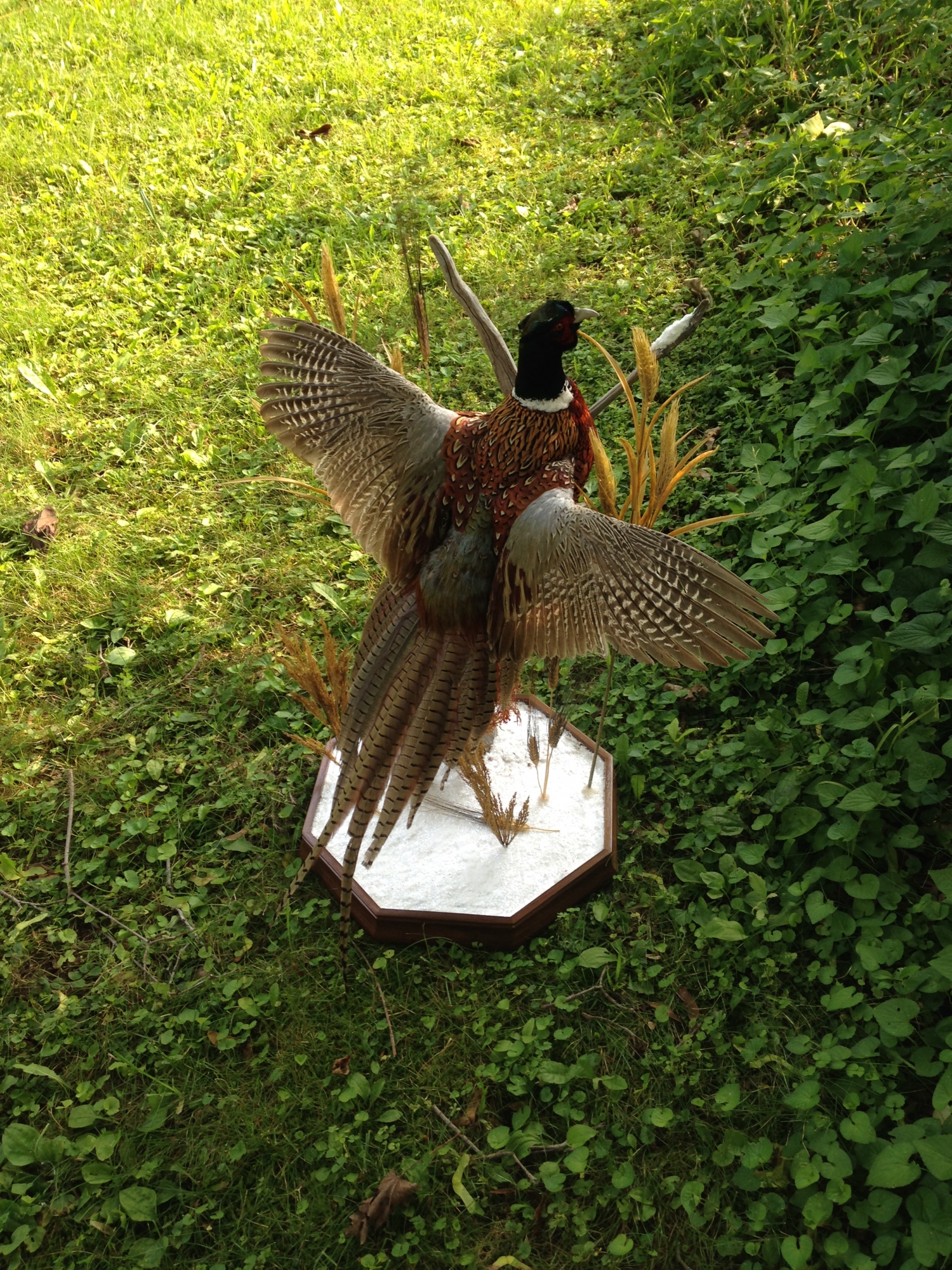 2015-07-03-08.36.10-1-1.jpg 2015-07-03-08.36.10-1-1.jpg