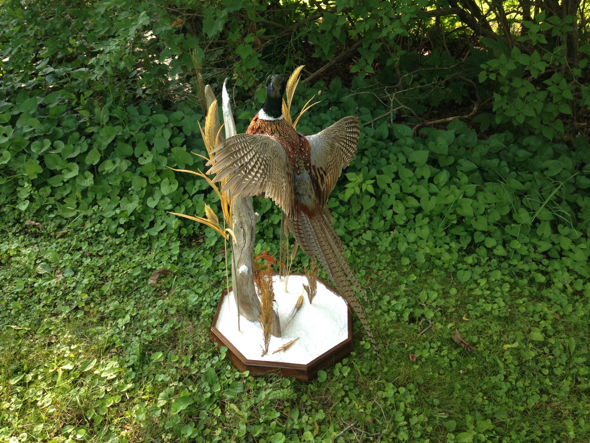 2015-07-03-08.36.33.jpg 2015-07-03-08.36.33.jpg