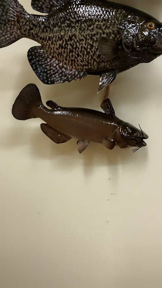 bullhead-finished.jpg bullhead-finished.jpg