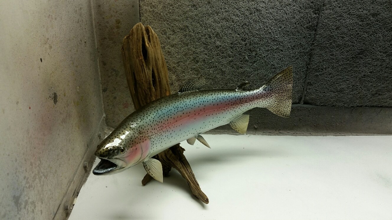 11224756_1124279130933796_9018690322120713676_o.jpg 11224756_1124279130933796_9018690322120713676_o.jpg