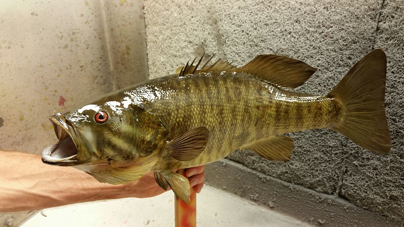 11921895_891912154225975_2121437429786154506_o.jpg 11921895_891912154225975_2121437429786154506_o.jpg