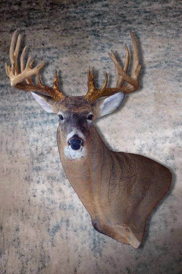 1458676_747375065290873_1136070836_n.jpg 1458676_747375065290873_1136070836_n.jpg