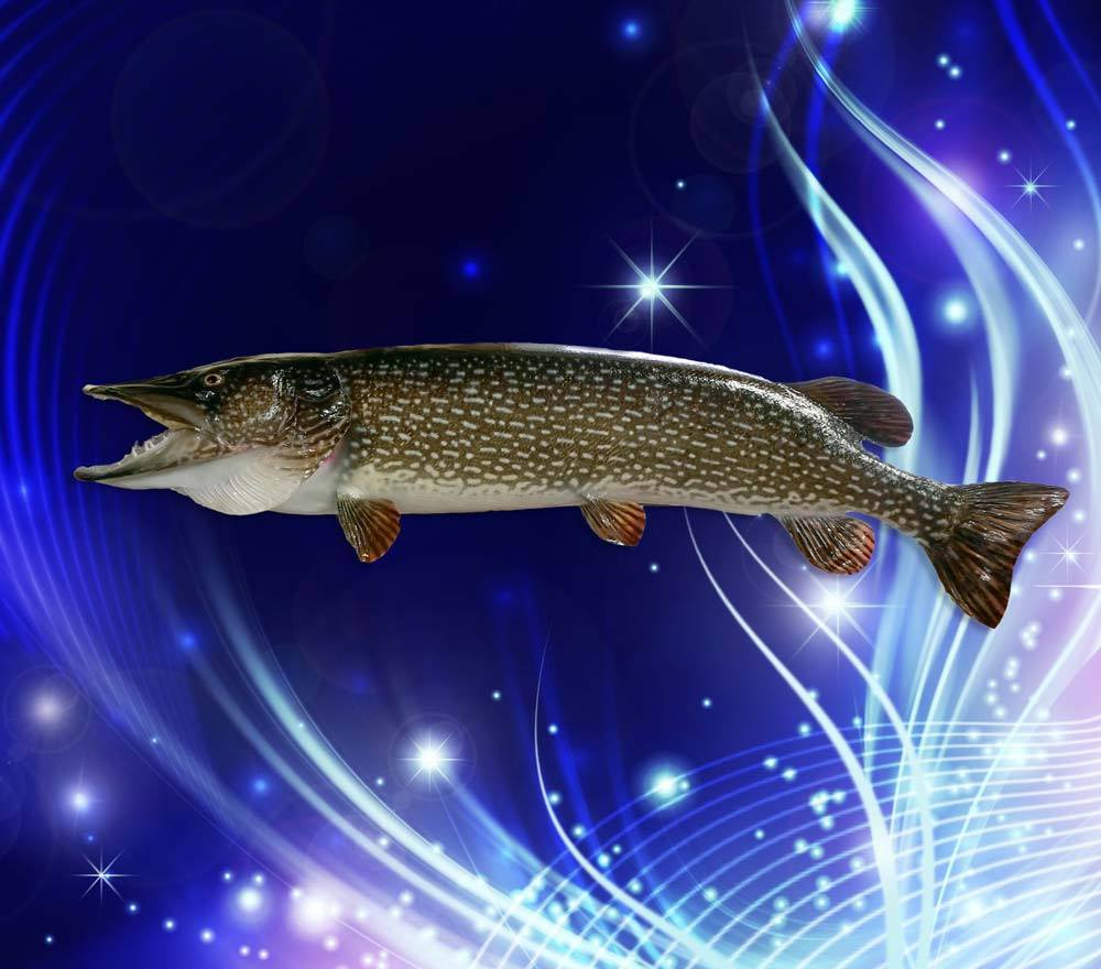 10835360_964257430324780_2001228704260826432_o.jpg 10835360_964257430324780_2001228704260826432_o.jpg