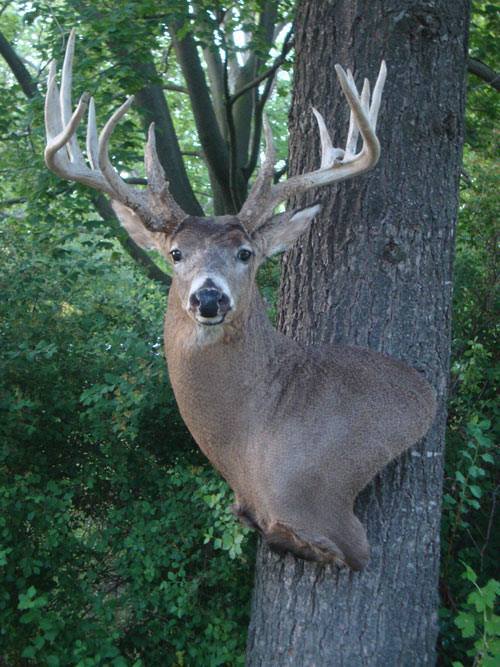 11209518_1185814341446941_452013407392329055_n.jpg 11209518_1185814341446941_452013407392329055_n.jpg