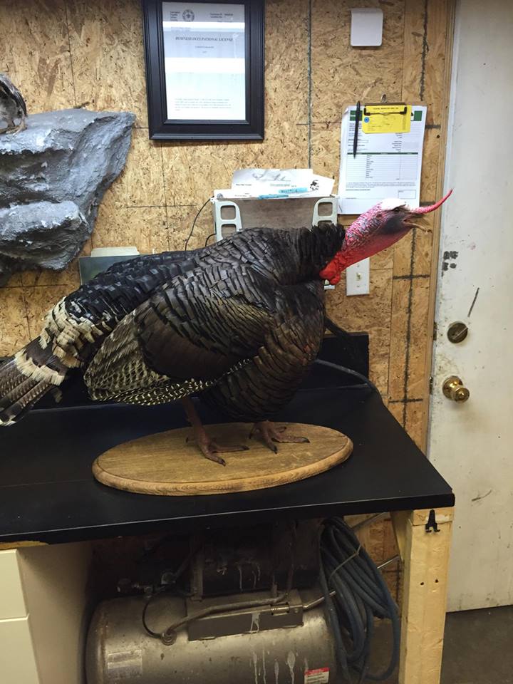 shawnas-turkey.jpg shawnas-turkey.jpg