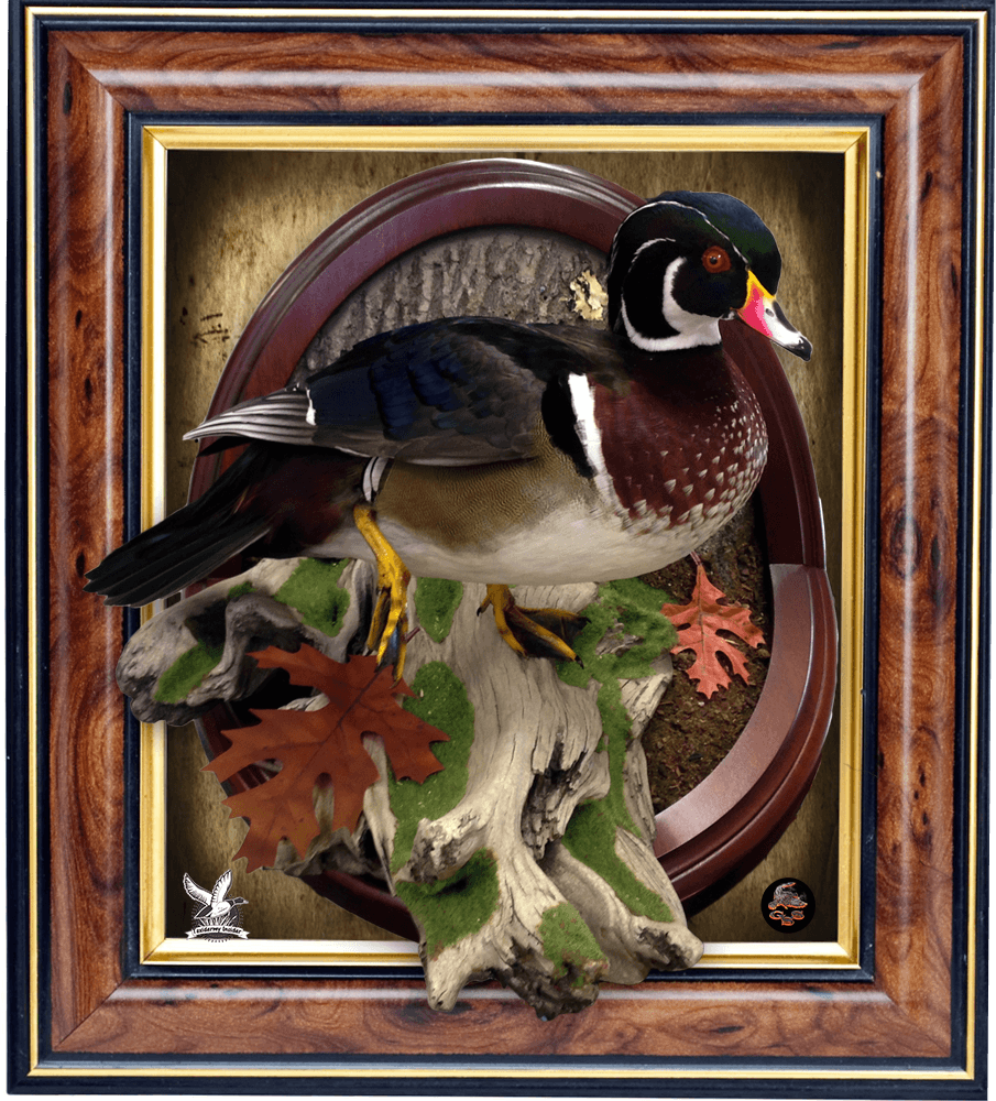 woodduck-good-course.png woodduck-good-course.png