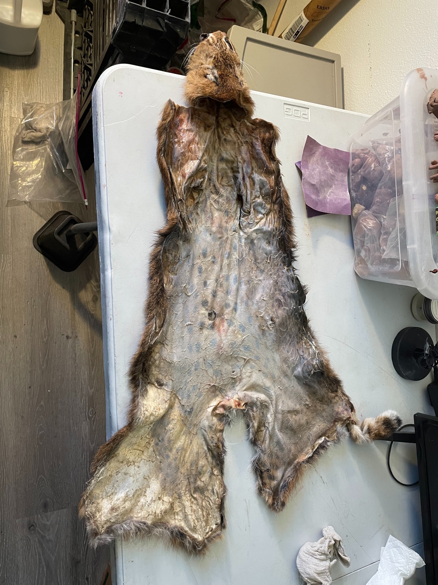 bobcat-hide--2.jpg bobcat-hide--2.jpg