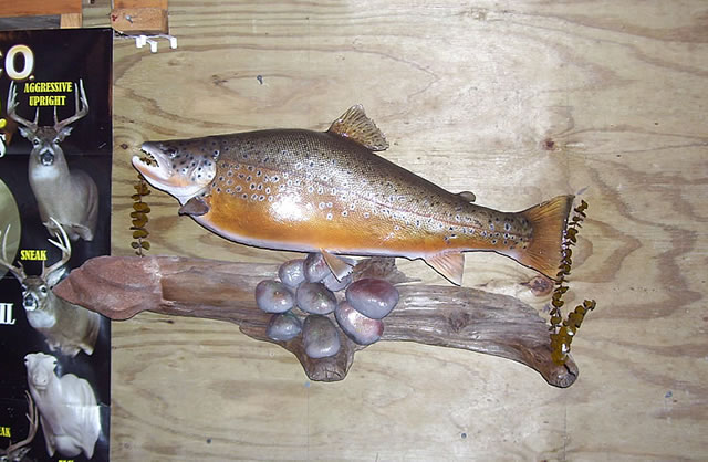 Cliffords-brown-trout-taxidermy.jpg