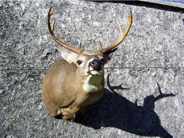 1000647_1036637683042690_2676211216925266164_n.jpg 1000647_1036637683042690_2676211216925266164_n.jpg