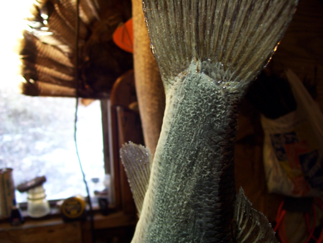 100_3668.jpg 100_3668.jpg