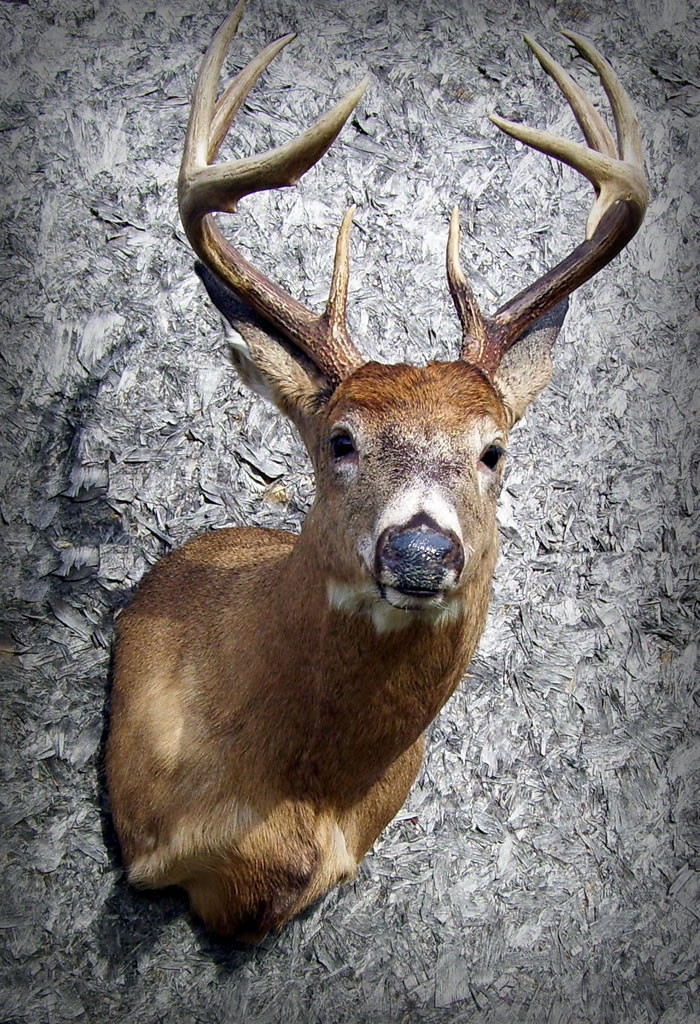 100_3712a.jpg 100_3712a.jpg